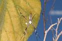 Argiope_ZZ320_D3573_Z_88_Mt Florence station_Australie